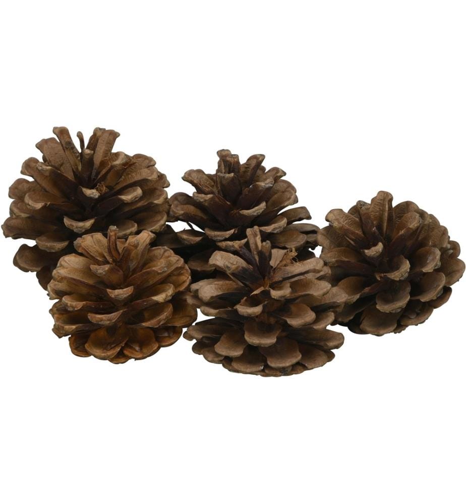 COCON - Décoration à saupoudrer Cônes de pin noir, Brun, 500g