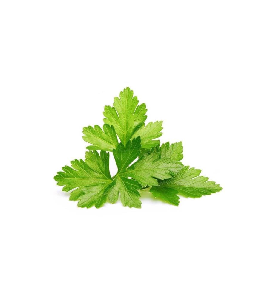 CLICK AND GROW - Semence Recharge coriandre 3 pièces