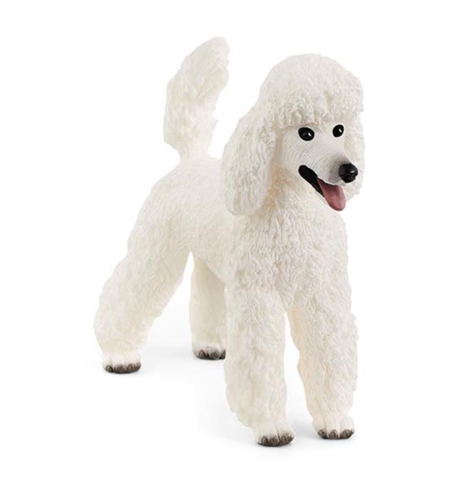 Caniche - 13917