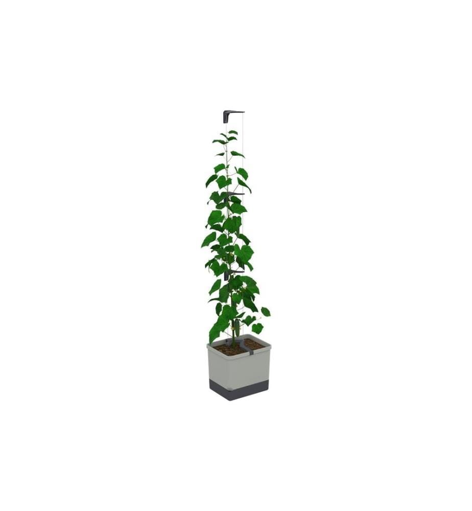 GUSTA GARDEN - CURT CUCUMBER Pot de concombre Gris