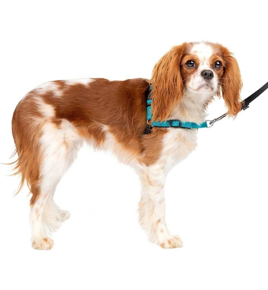 HarnaisPetSafe Easy Walk Deluxe Harnais, Harnais de marche sans traction pour chiens, Design rembourré, Comprend une laisse de 1,8 m, Bleu océan, Noir, S - Petit