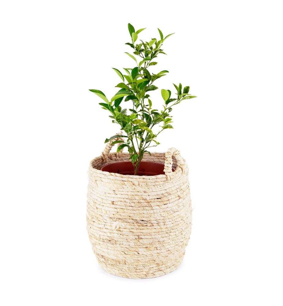 Panier Lhassa