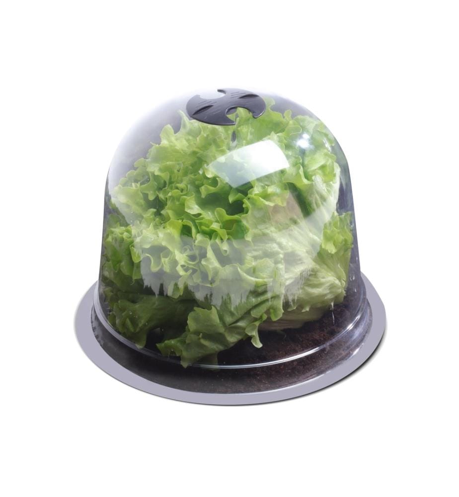 Lot de 12 Cloches à salade - Noir et Transparent