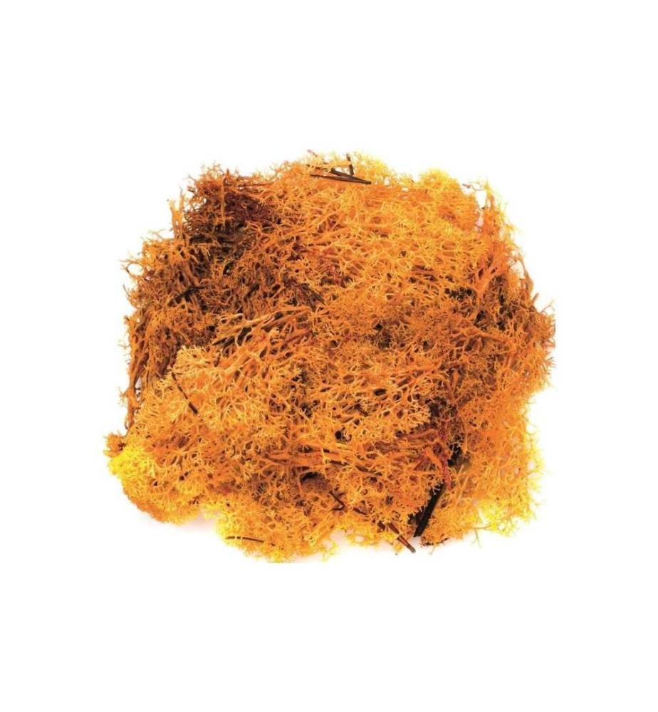 GLOREX - Mousse Island Orange