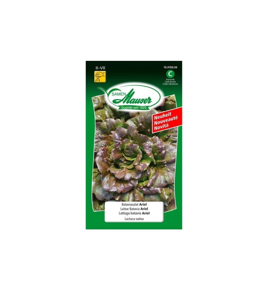 Samen Mauser - Semence Salade batavia Ariel