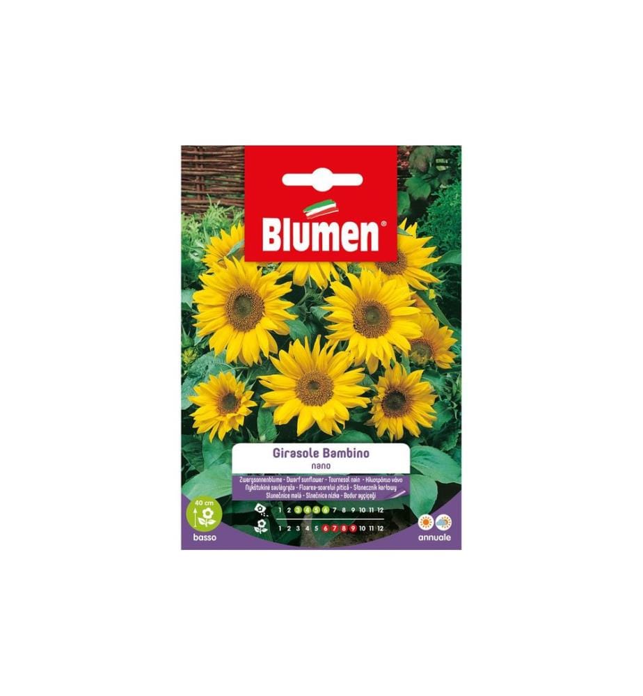 Graines de fleurs Tournesol Bambino