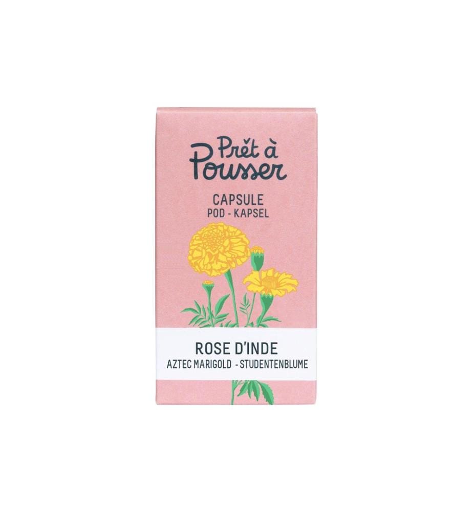 Prêt à Pousser Graines Rose indienne