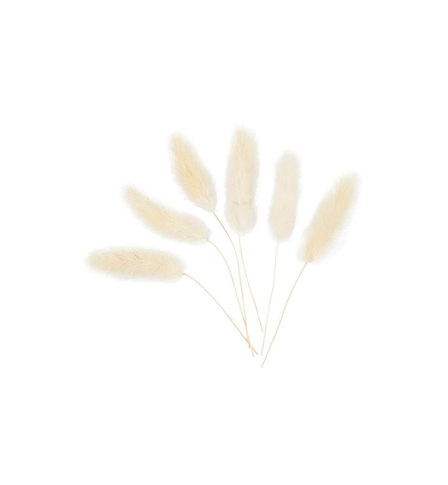 CREATIV COMPANY - Fleurs séchées Herbe à plumes 3-7 cm, 6 pièces