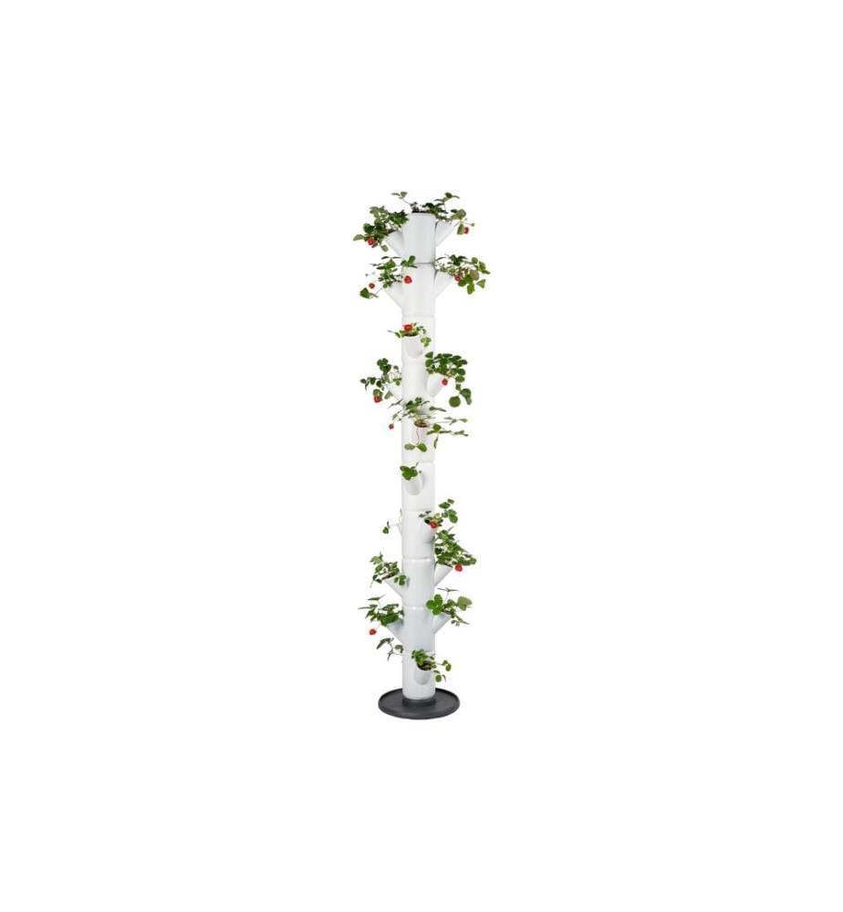 GUSTA GARDEN - Godets de culture SISSI STRAWBERRY Infinity, Blanc