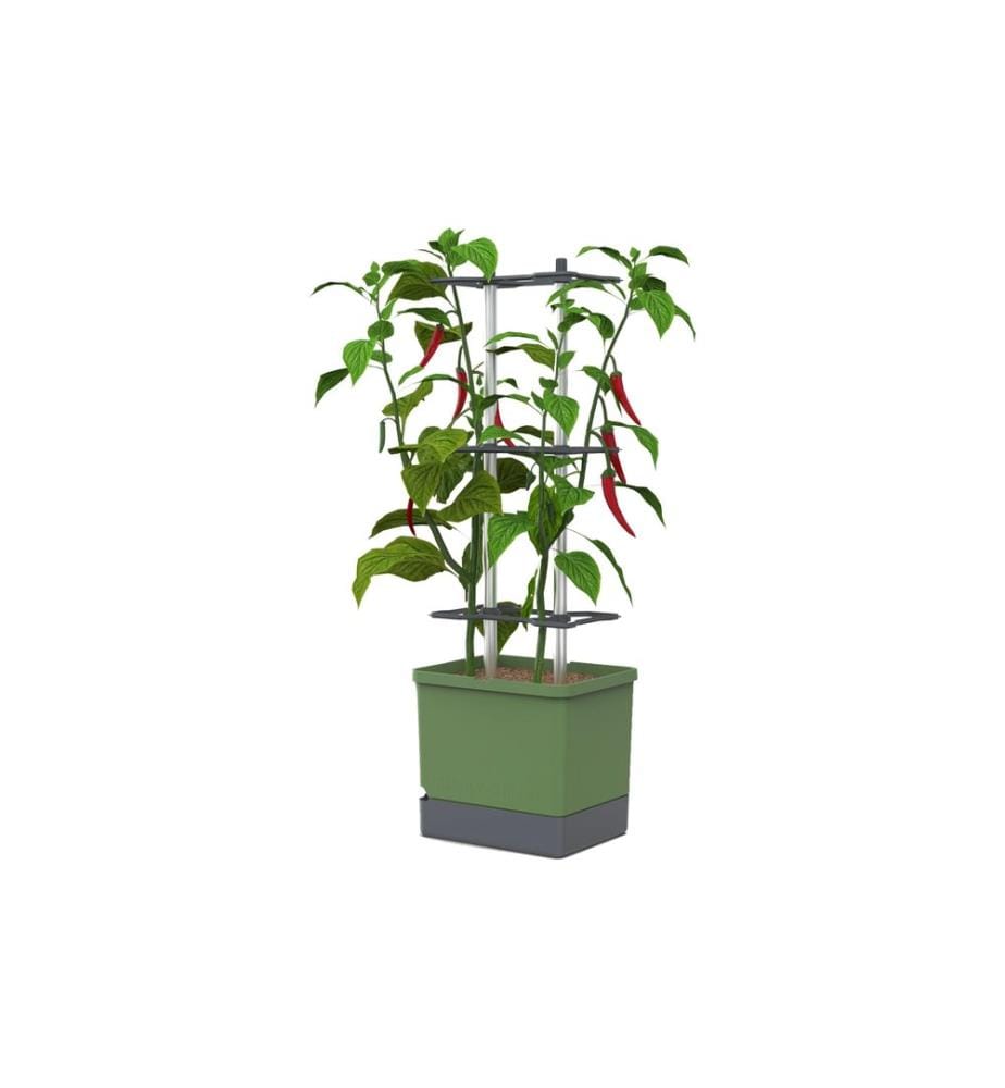 GUSTA GARDEN - Godets de culture Charly Chili XL Vert foncé