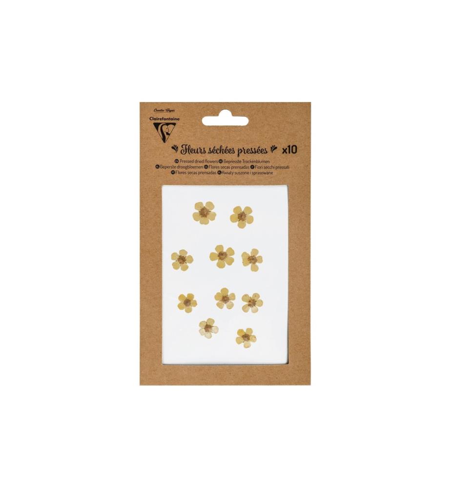 CLAIREFONTAINE - Fleurs séchées Jaune