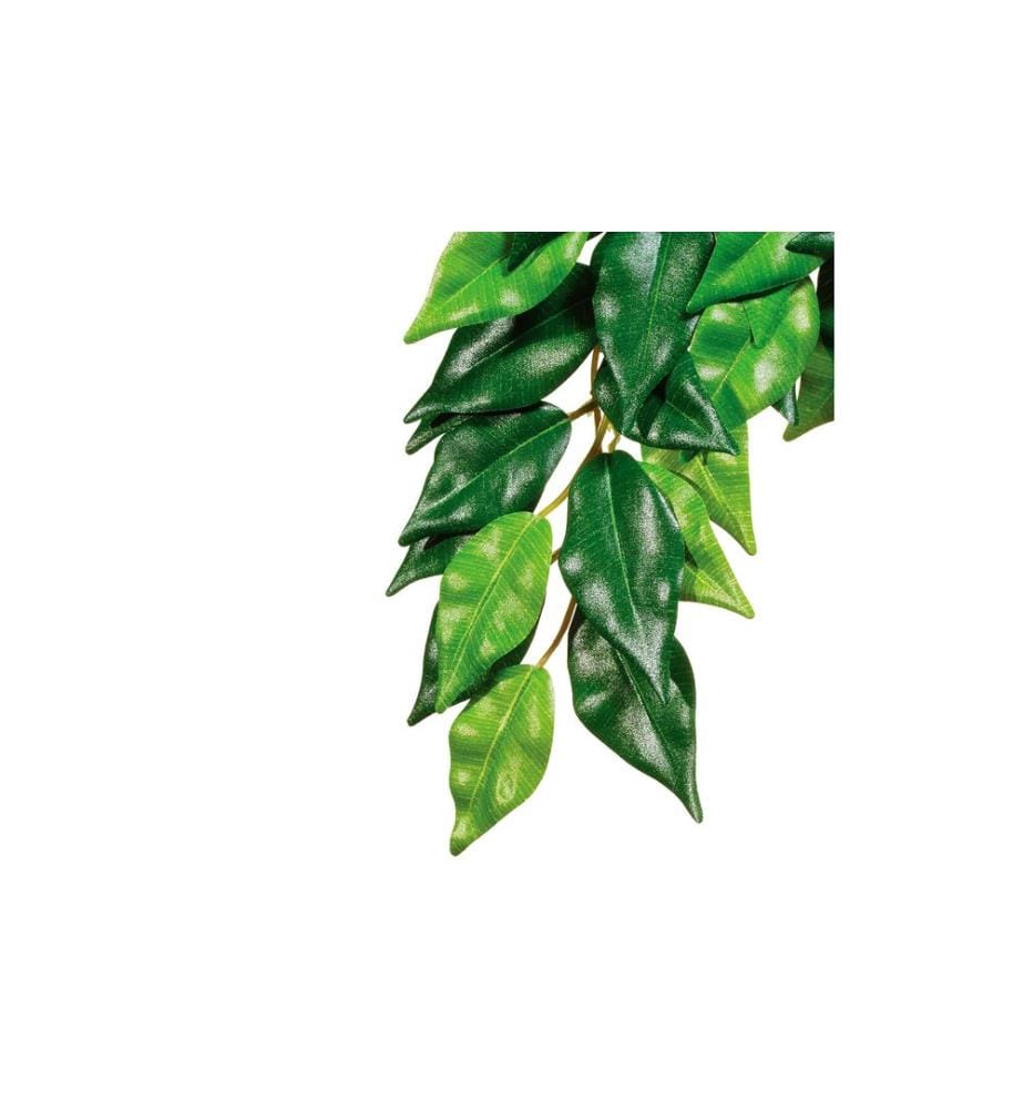 Exo Terra - Plante de la forêt tropicale Fikus, M