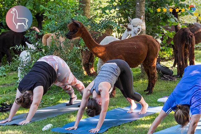 Bon d'achat de CHF 50. pour du yoga avec des alpagas ou d'autres expériences avec des alpagas