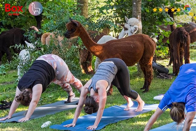 Bon d'achat de CHF 50. pour du yoga avec des alpagas ou d'autres expériences avec des alpagas