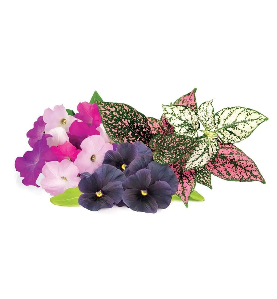 Lot de 9 Recharges pour SMART GARDEN - Vibrant Flower Mix
