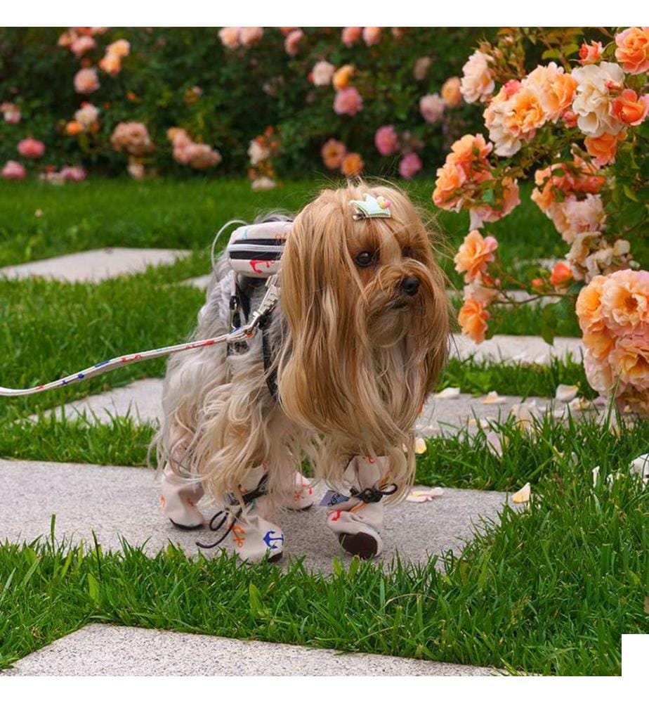 Chaussure pour chien Chaussure - blanche