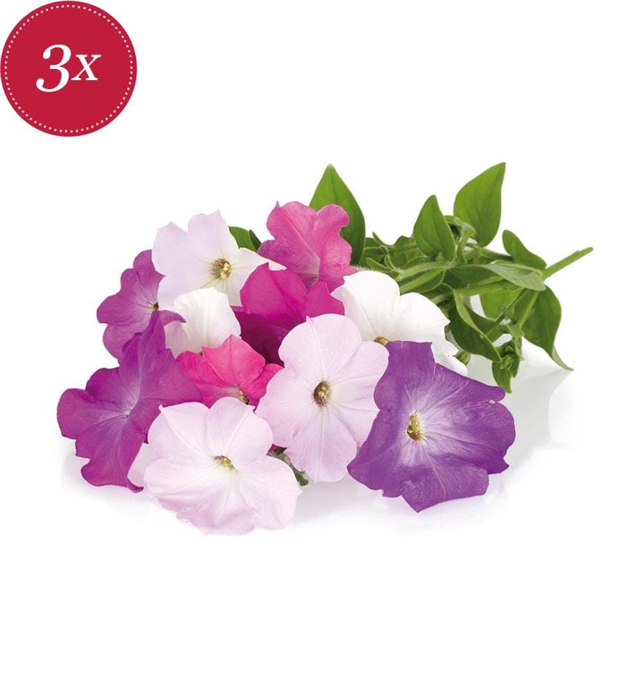 Set di 3 ricariche per SMART GARDEN - Petunia