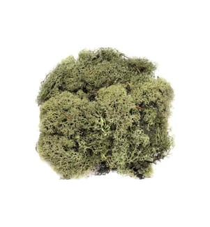 GLOREX - Mousse Island Vert foncé