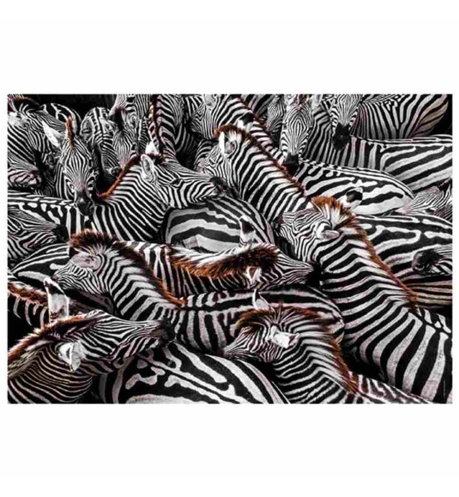CLEMENTONI -  Puzzle Zèbres dans un enclos 1000 pièces,  National Geographic, 70 x 50 cm