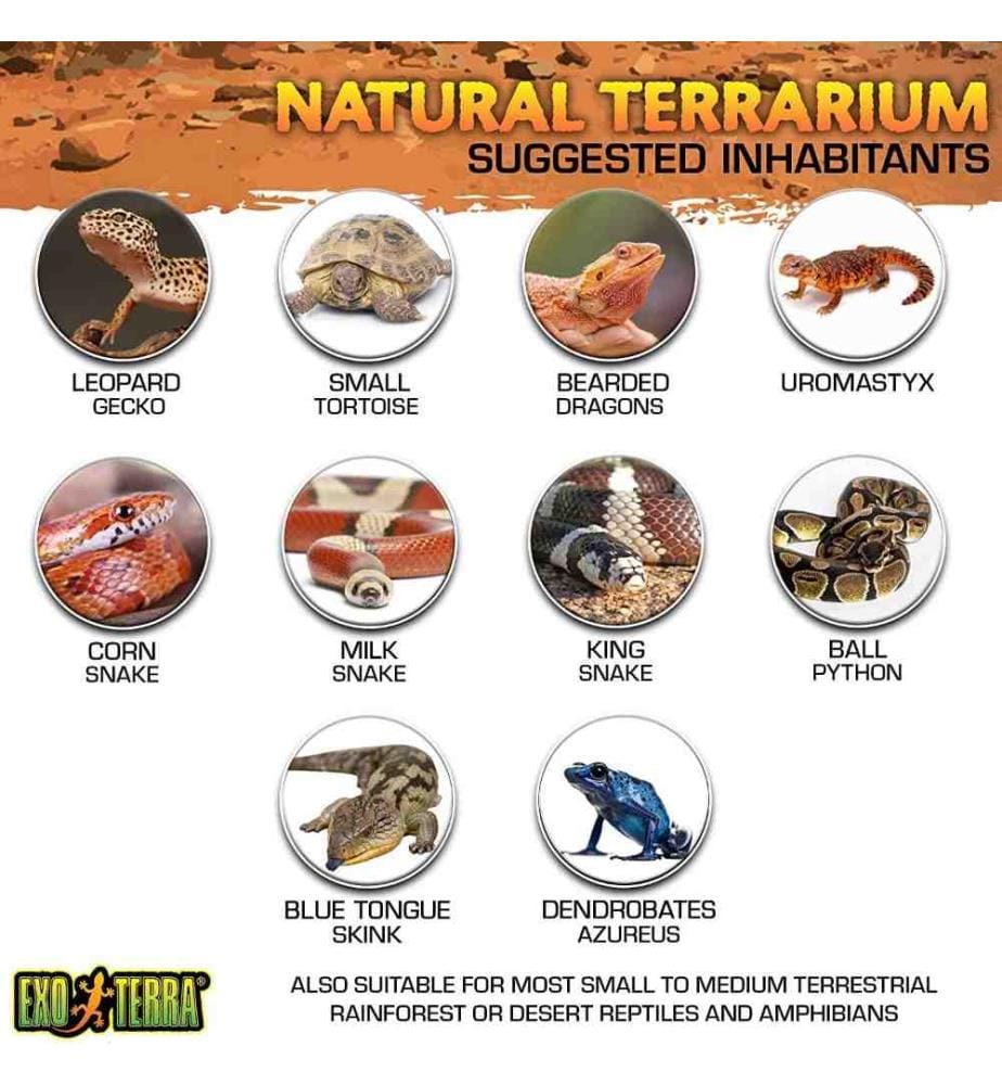 EXO TERRA Exo Terra Terrarium aus Glas, mit einz… DeinDeal