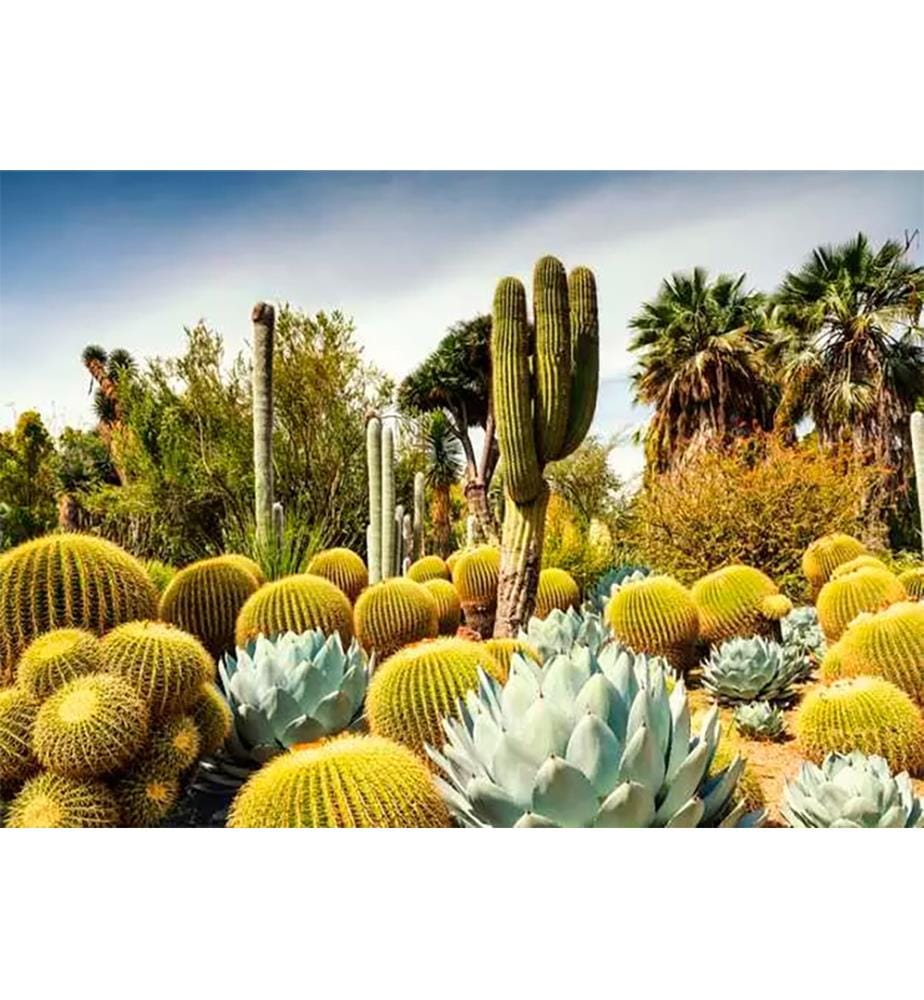 Ravensburger Puzzle The Huntington Desert Garden… DeinDeal