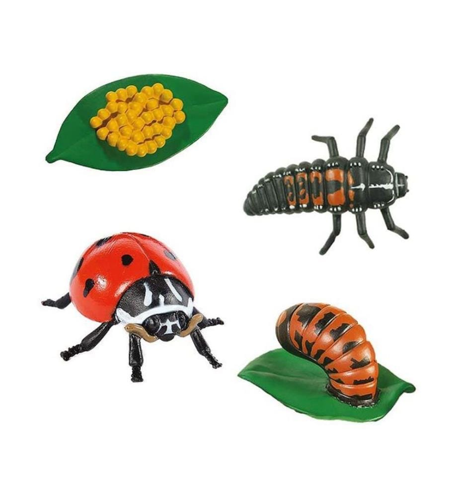 Ciclo di vita della coccinella