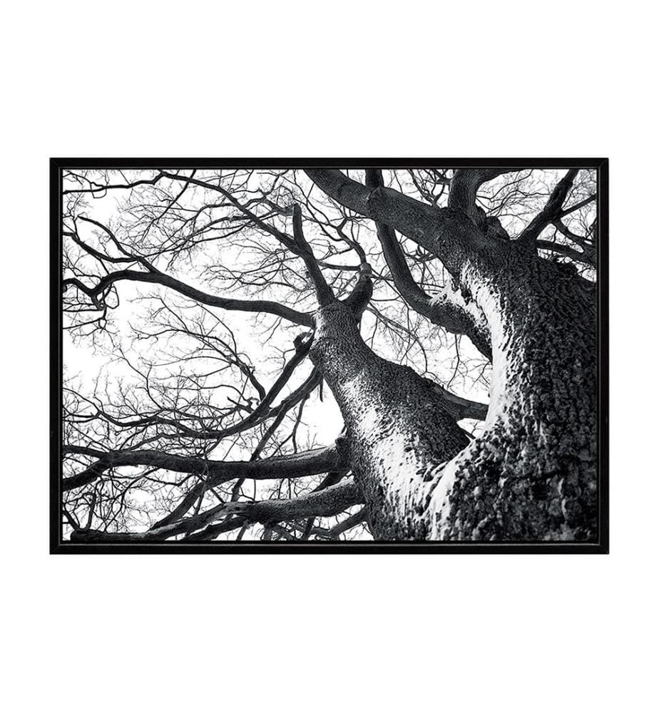 Tomasucci Winter Tree Frame - Black and White | DeinDeal