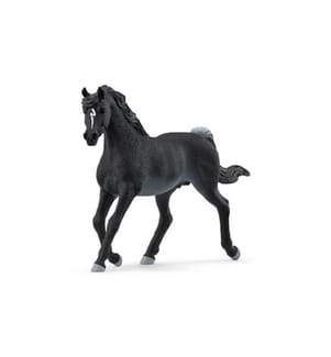 Araber Hengst - 13981