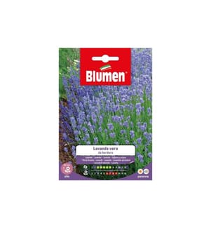 BLUMEN - Saatgut Lavendel BLUMEN -