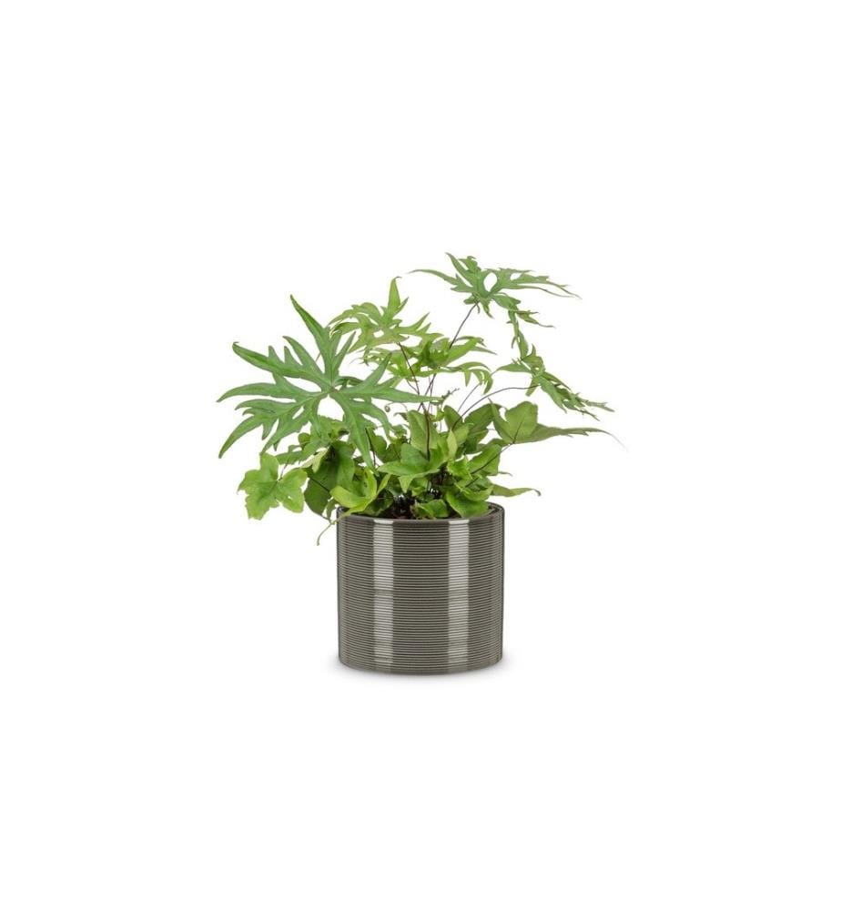 SCHEURICH - Blumentopf Glass 28 cm, Grau