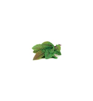 CLICK AND GROW - Samen Sauerklee