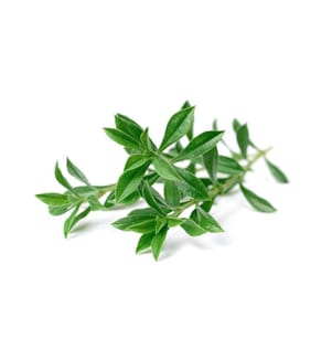 CLICK AND GROW - Samen Bergbohnenkraut, 3er-Pack