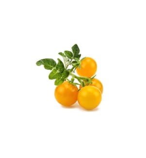 CLICK AND GROW - Samen Gelbe Cherrytomaten