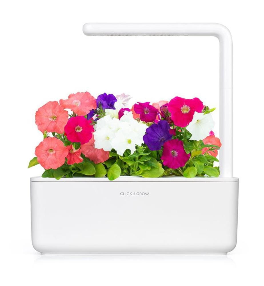 Set di 3 ricariche per SMART GARDEN - Petunia