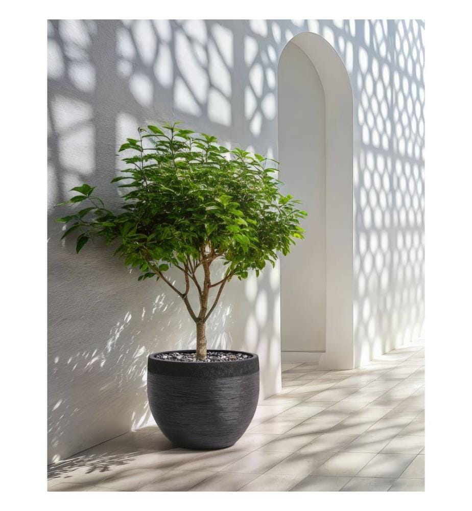 Cache-pot ZAKROS 50 cm Noir