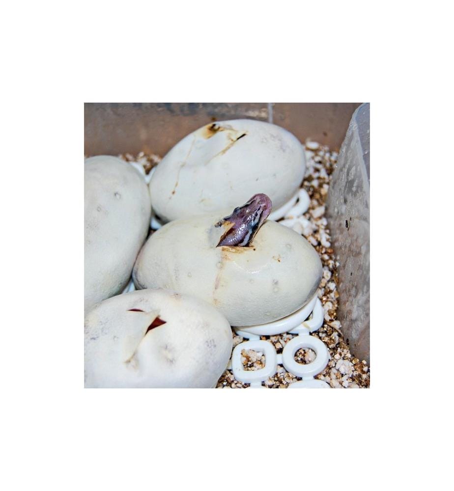 Hobby Terraristik - Easy Breeder Inkubator, 48 x 25 x 51 cm