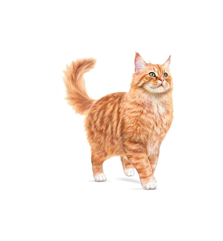 ROYAL CANIN - Alimentation sèche Ageing 11+ Stérilisé 400 g
