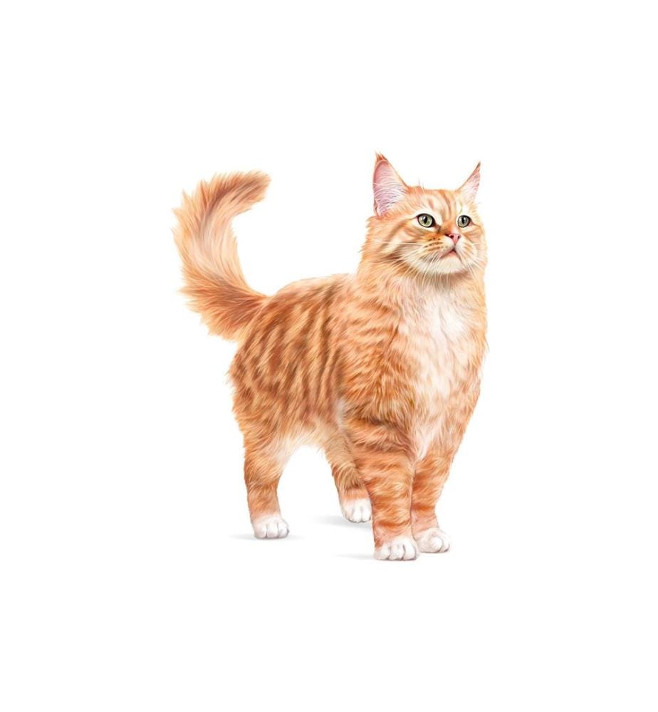 ROYAL CANIN - Trockenfutter Ageing 15+ 400 g