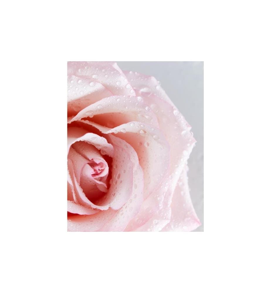 NIVEA - Mizellenwasser Rose Care 400 ml
