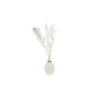 SOLI COLLECTION - Fleurs séchées Ruscus 70-75 cm, blanc