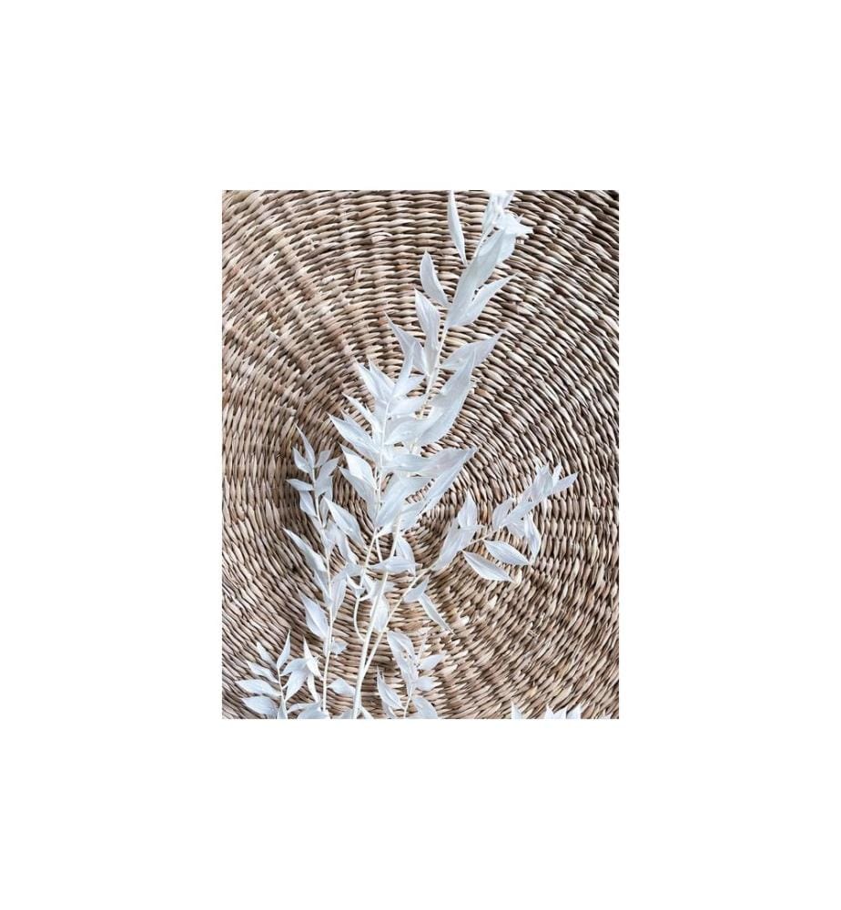 SOLI COLLECTION - Fleurs séchées Ruscus 70-75 cm, blanc