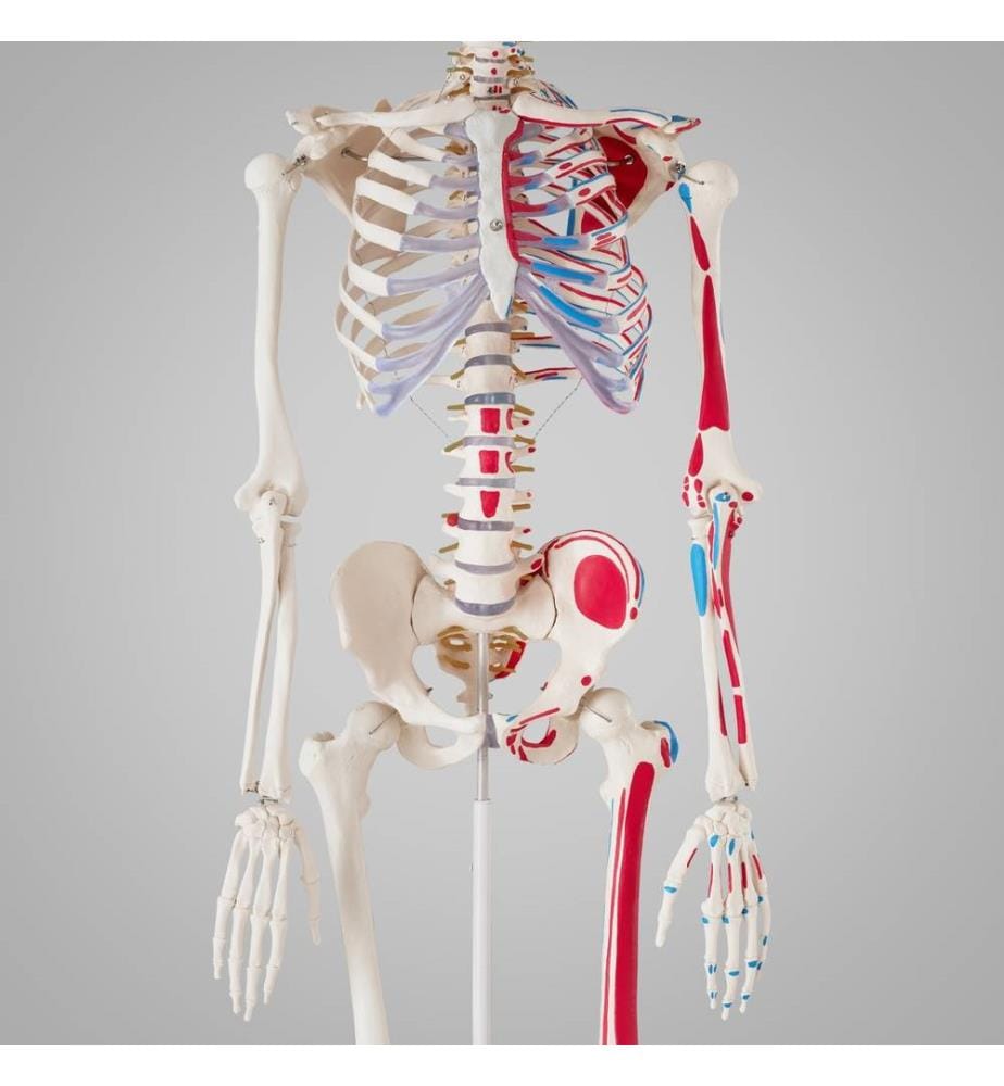 Modello di scheletro umano con muscoli e ossa indicati - bianco