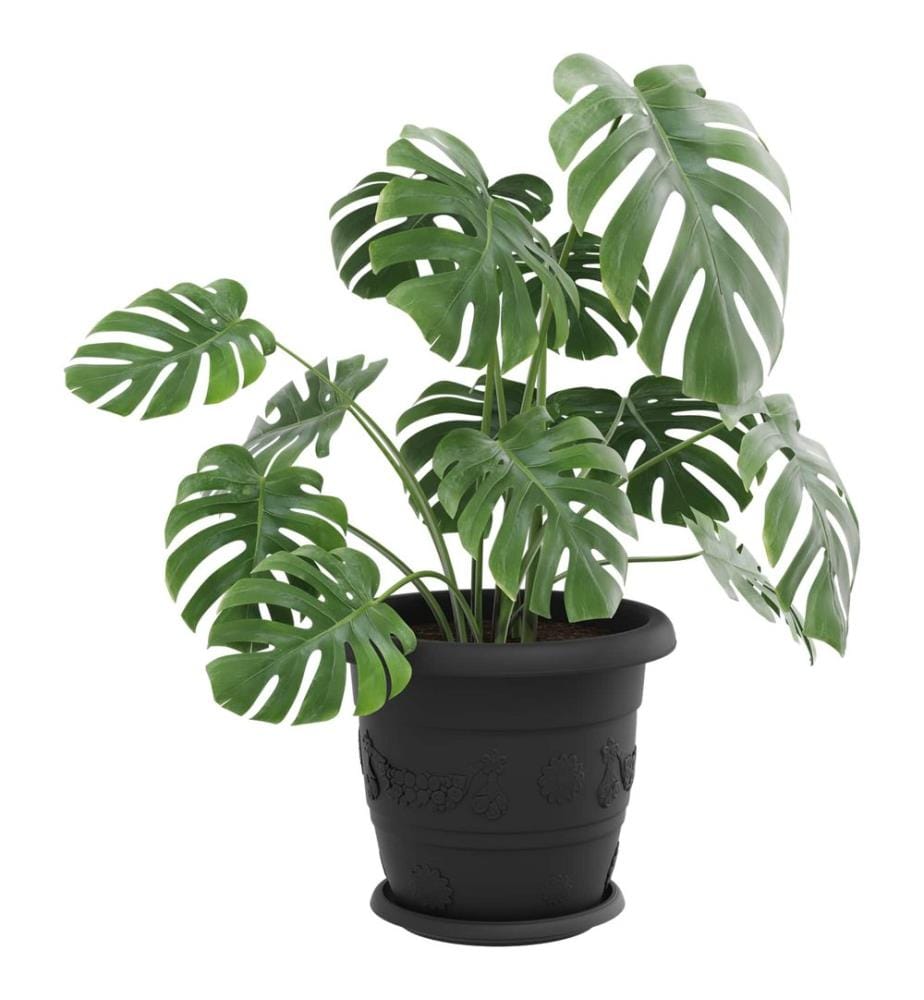 vidaXL Pots de plantes 6 pcs Noir Ø 30 x 25 cm Plastique