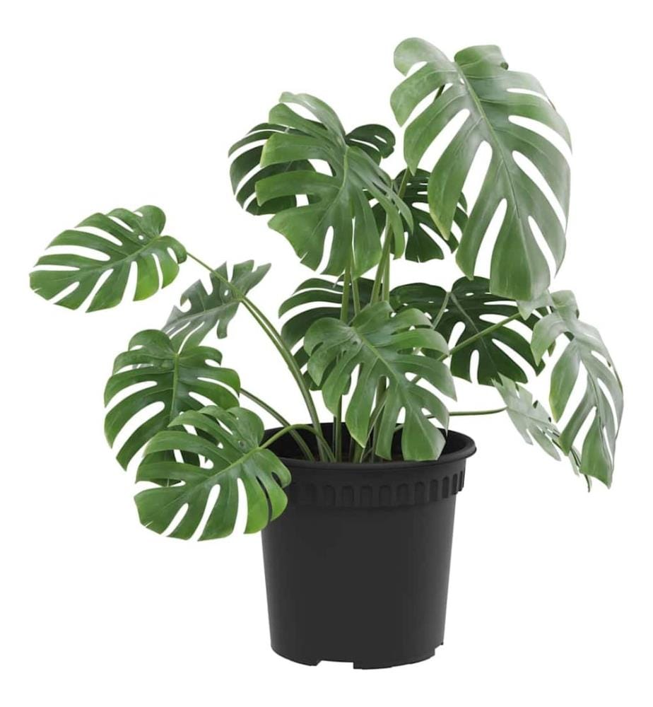 vidaXL Pot à fleurs rond 6 pcs Noir Ø 15 x 12 cm Plastique