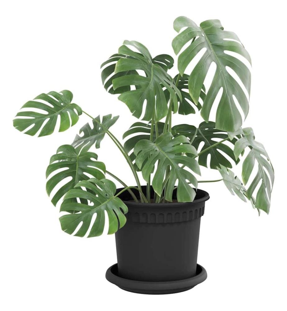 vidaXL Plateau à fleurs rond 24 pcs Noir Ø 15,5 x 2 cm Plastique