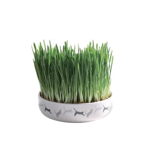 TRIXIE - Katzengras mit Keramikschale 50 g