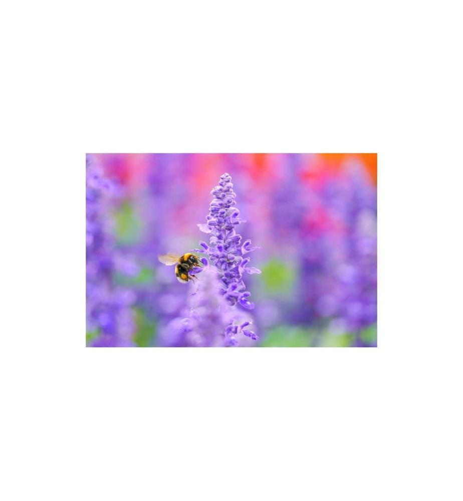 SIGMA - Festbrennweite 105mm F/2.8 DG DN Macro Art – Sony E-Mount