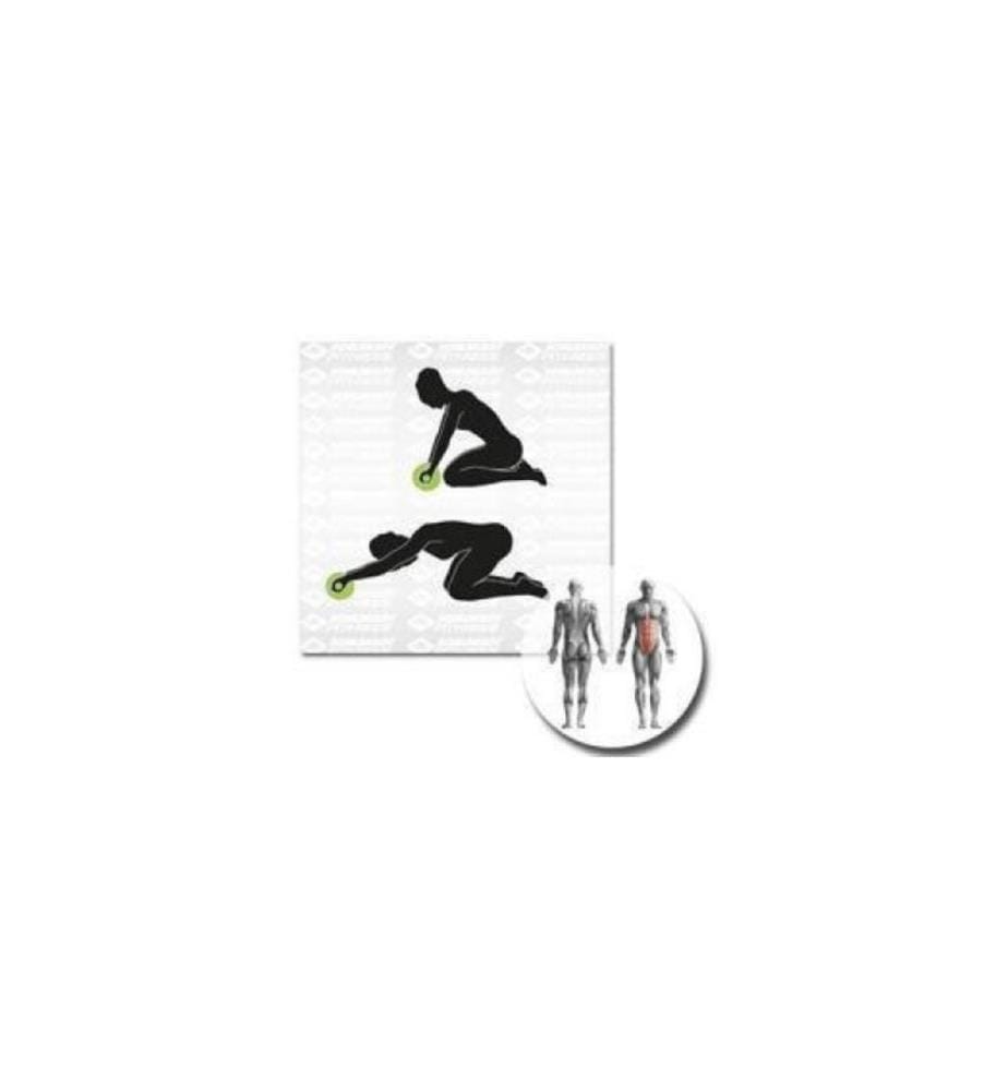 Schildkröt Fitness Bauchtrainer AB-Roller