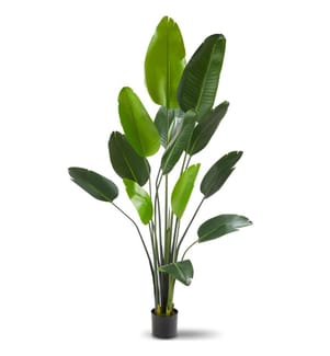 Arbre oiseau du paradis TROPIC - 180 cm