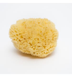 Éponge naturelle blanchie Honeycomb No. 12